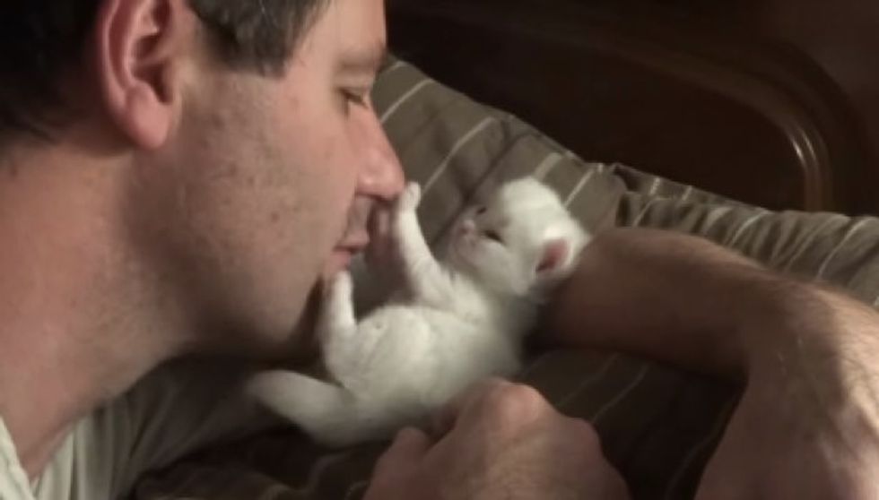 Tender Moment Between Kitten And Human Dad