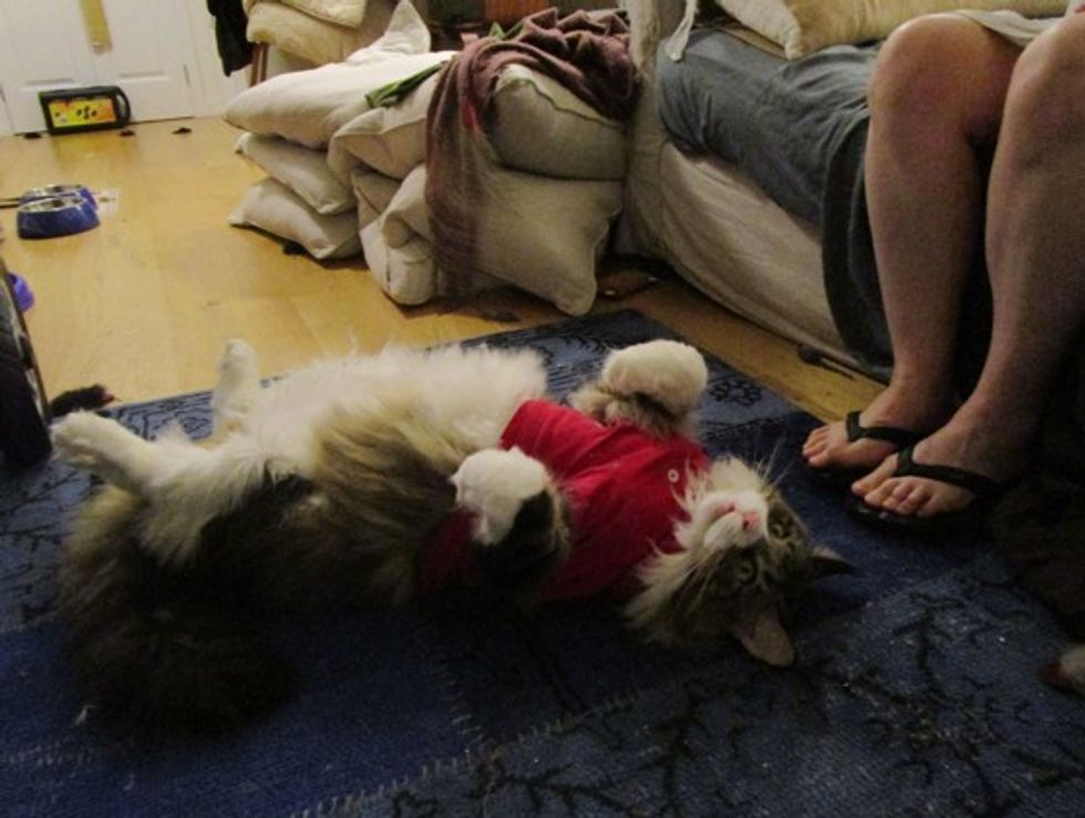 Giant Maine Coon Keeps His Human Warm as Her Purring Blanket Love Meow