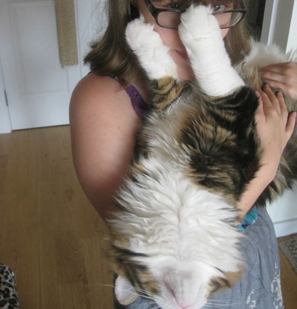 Giant Maine Coon Keeps His Human Warm as Her Purring Blanket - Love Meow