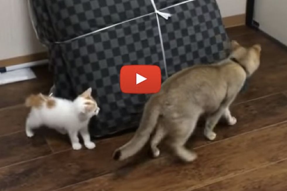 Cats Playing Tag