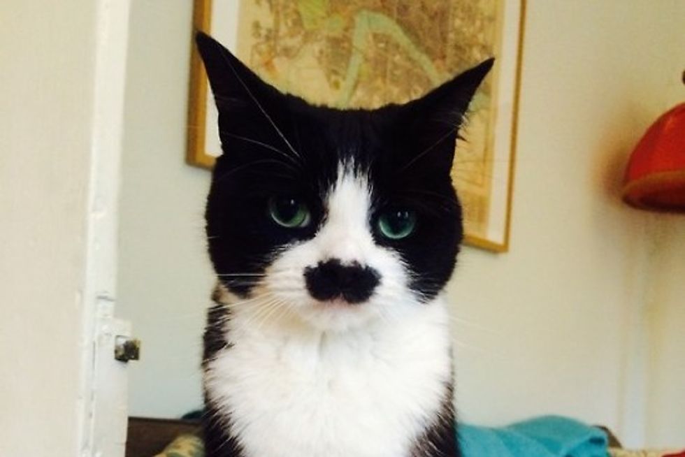 Mustachio Kitty