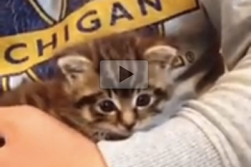 Tiny Rescue Kitten's Amazing Recovery