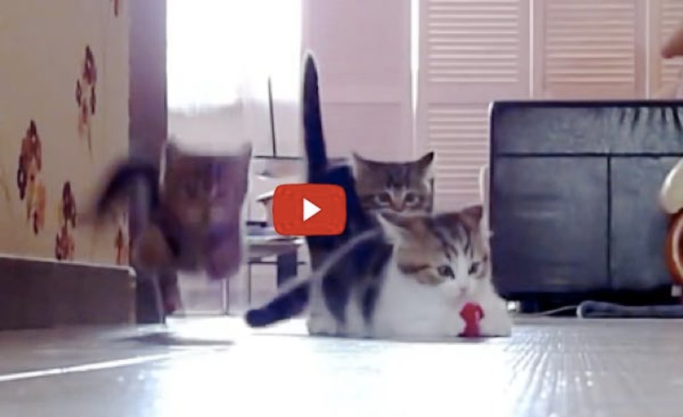 Kittens Racing Outside Kittens Racing, Jumping, Flying across the Room. It's Madness! - Love Meow