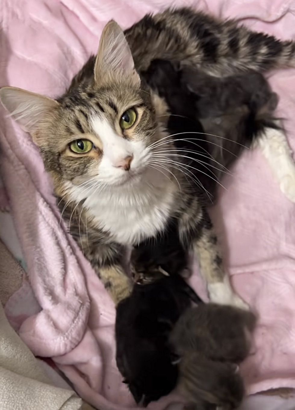 smiley cat nursing kittens