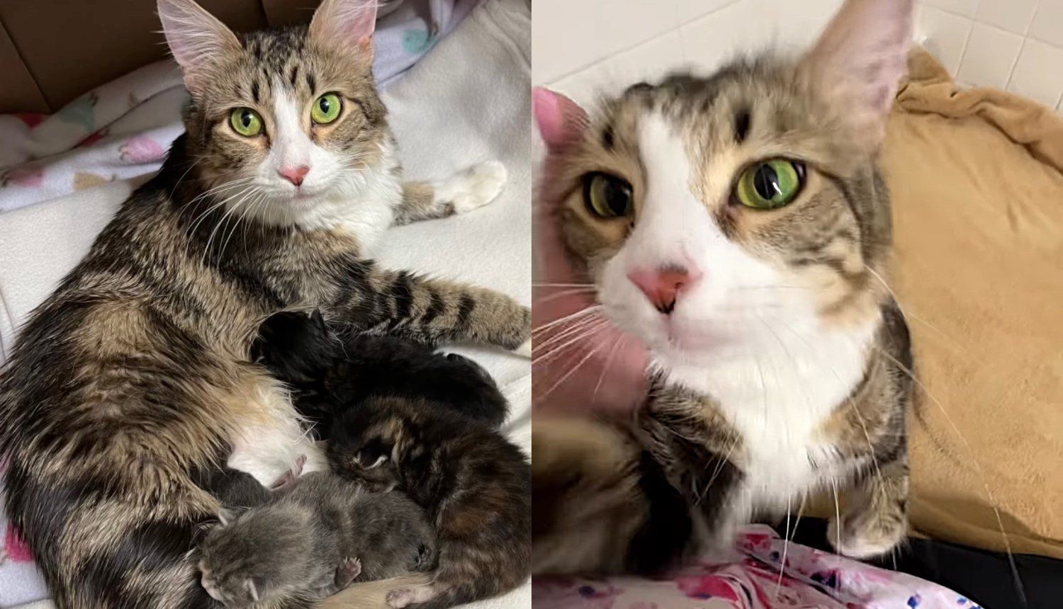 Cat Said to Be 'Unsocialized' at Shelter Changes Completely When Kind People Open Their Home to Her Kittens