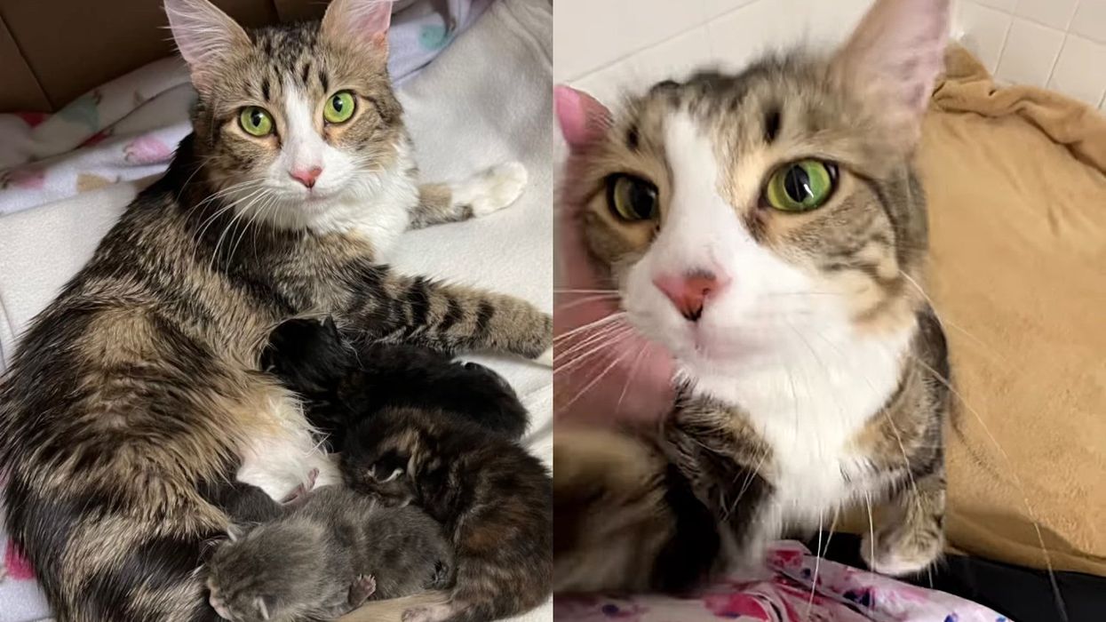Cat Said to Be 'Unsocialized' at Shelter Changes Completely When Kind People Open Their Home to Her Kittens