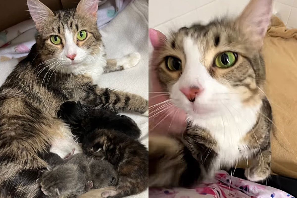 Cat Said to Be 'Unsocialized' at Shelter Changes Completely When Kind People Open Their Home to Her Kittens