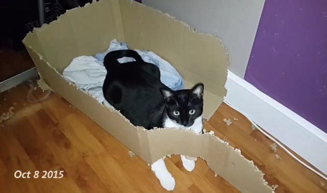 cat eats cardboard