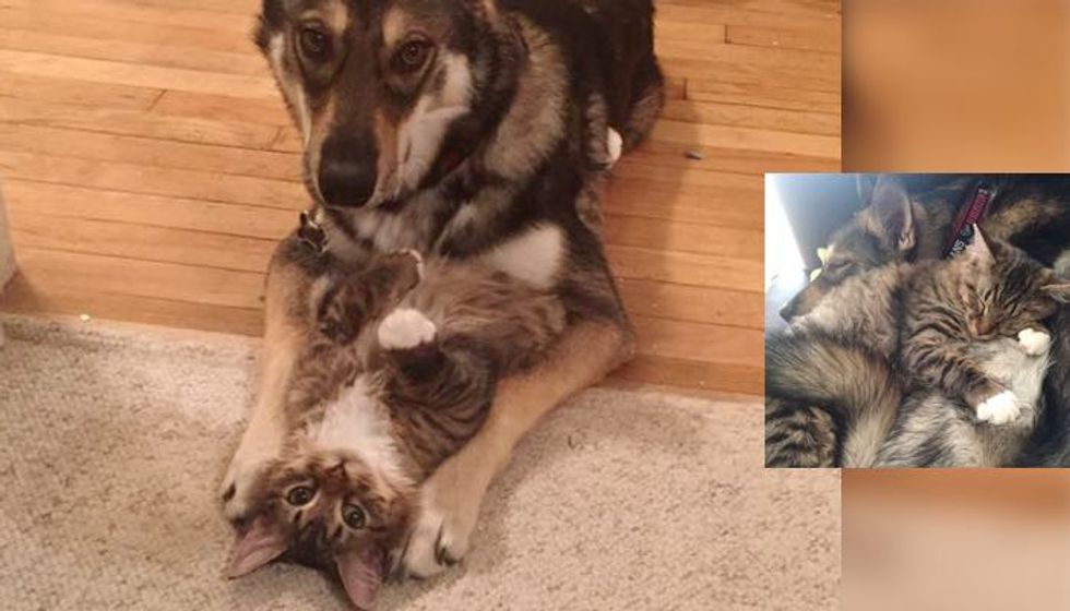 What They Get When They Let Their Dog 'Raise' the Kitty...
