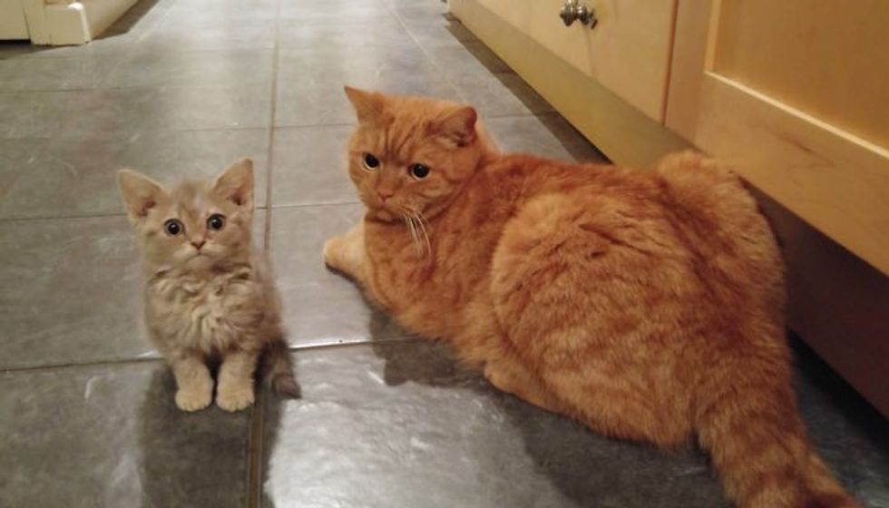 Every Time Their Humans Try to Leave for Work...