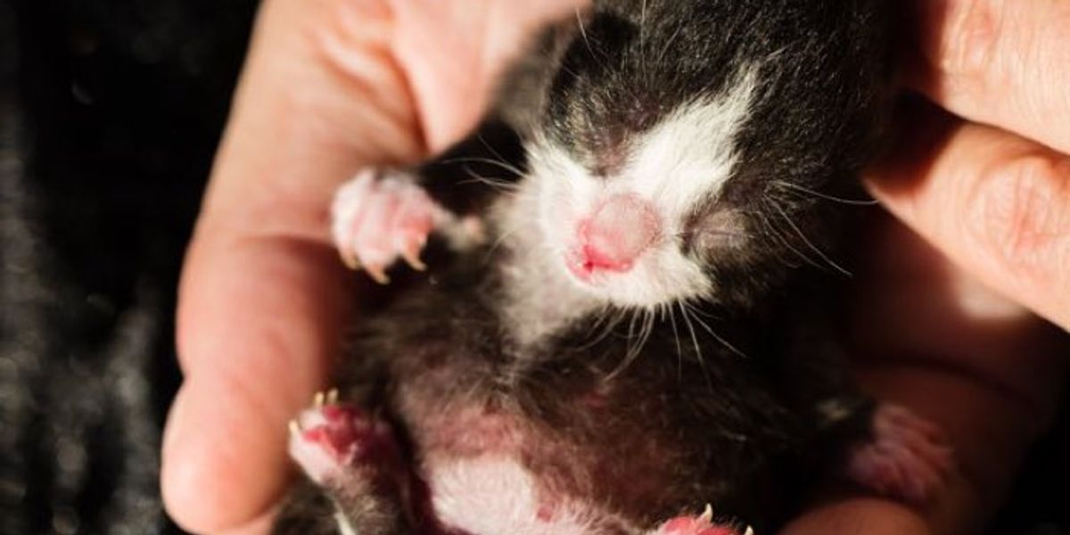 Кошки рождаются с шерстью. Новорожденные котята. Котята рождаются слепыми. Новорожденный котенок.