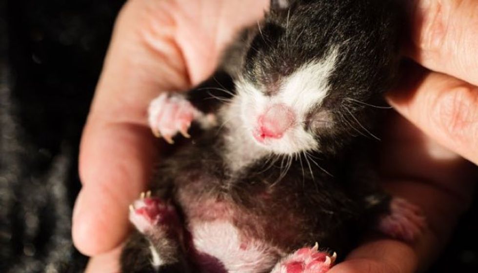 Preemie Kitten Born Two Weeks Early, Half the Size of Other Kitties. Boy! Isn't He a Fighter!