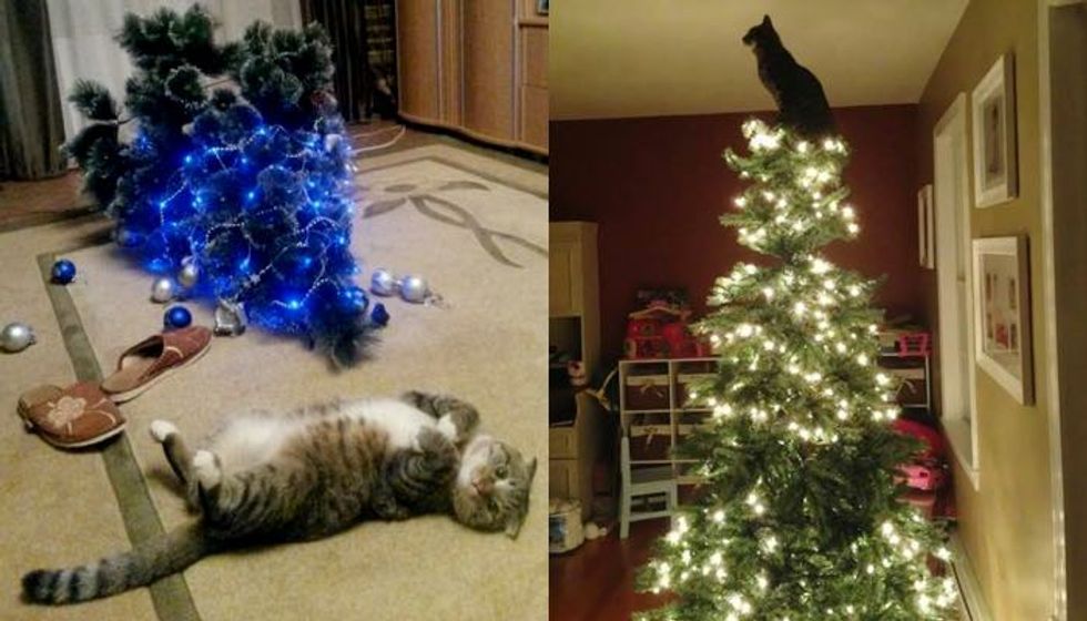 10+ Cats Proud of their Work with the Christmas Tree