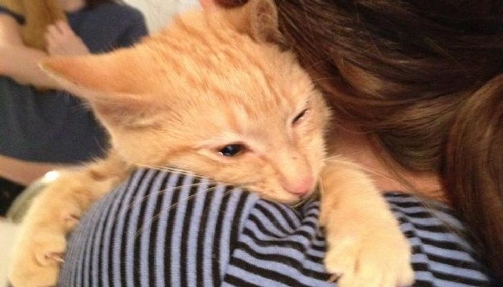 Woman Saves Kitten Despite Being Told He was too 'Feral', Right After Adoption...