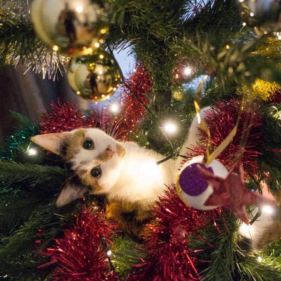 10+ Cats Proud of their Work with the Christmas Tree Love Meow