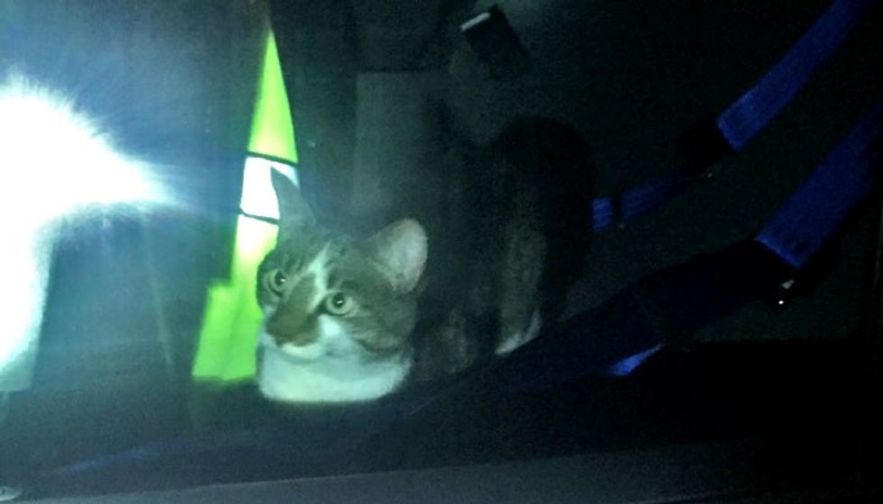 Missing Cat's Purrfect Homecoming in a Police Squad Car