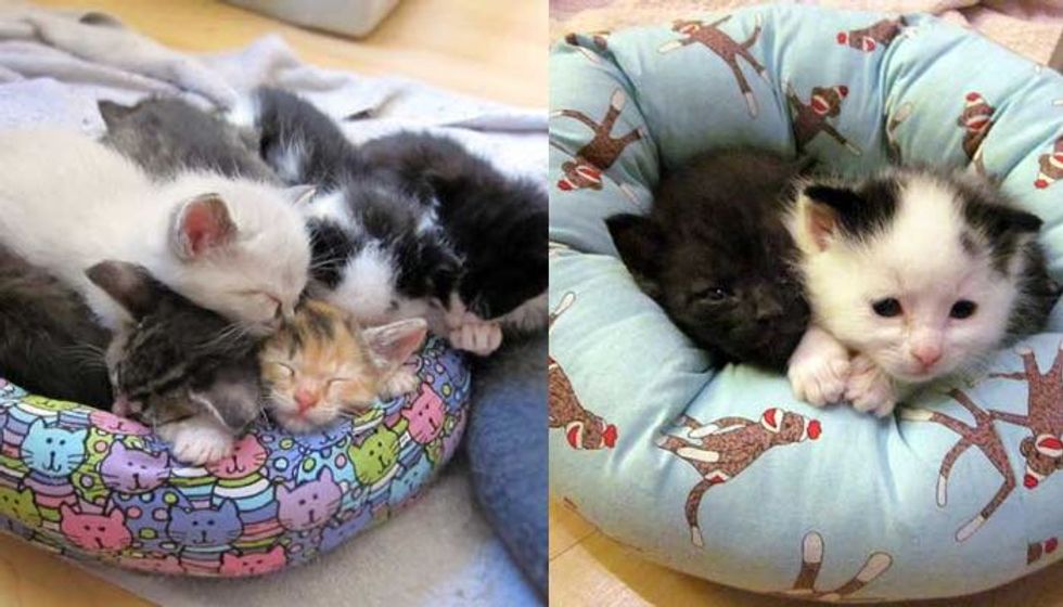 Teeny Foster Kittens Receive Mini Sized Beds (9 Photos)