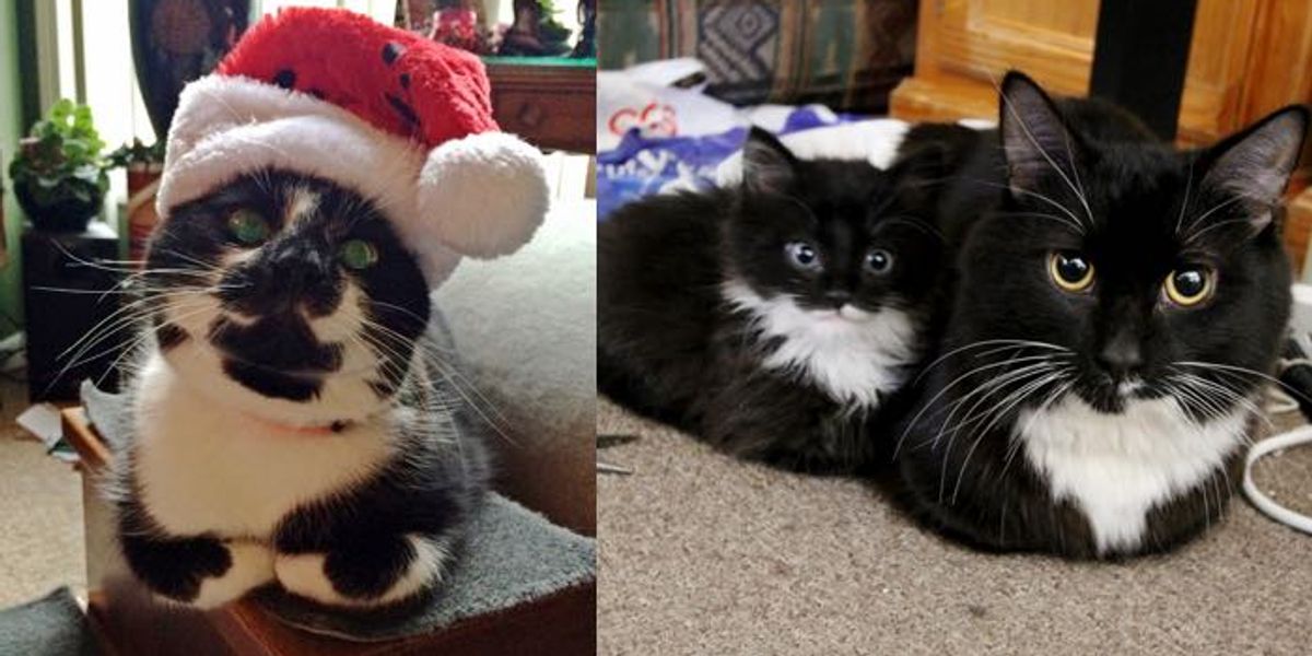10+ Kitties Show Us the Way of the Loaf Love Meow