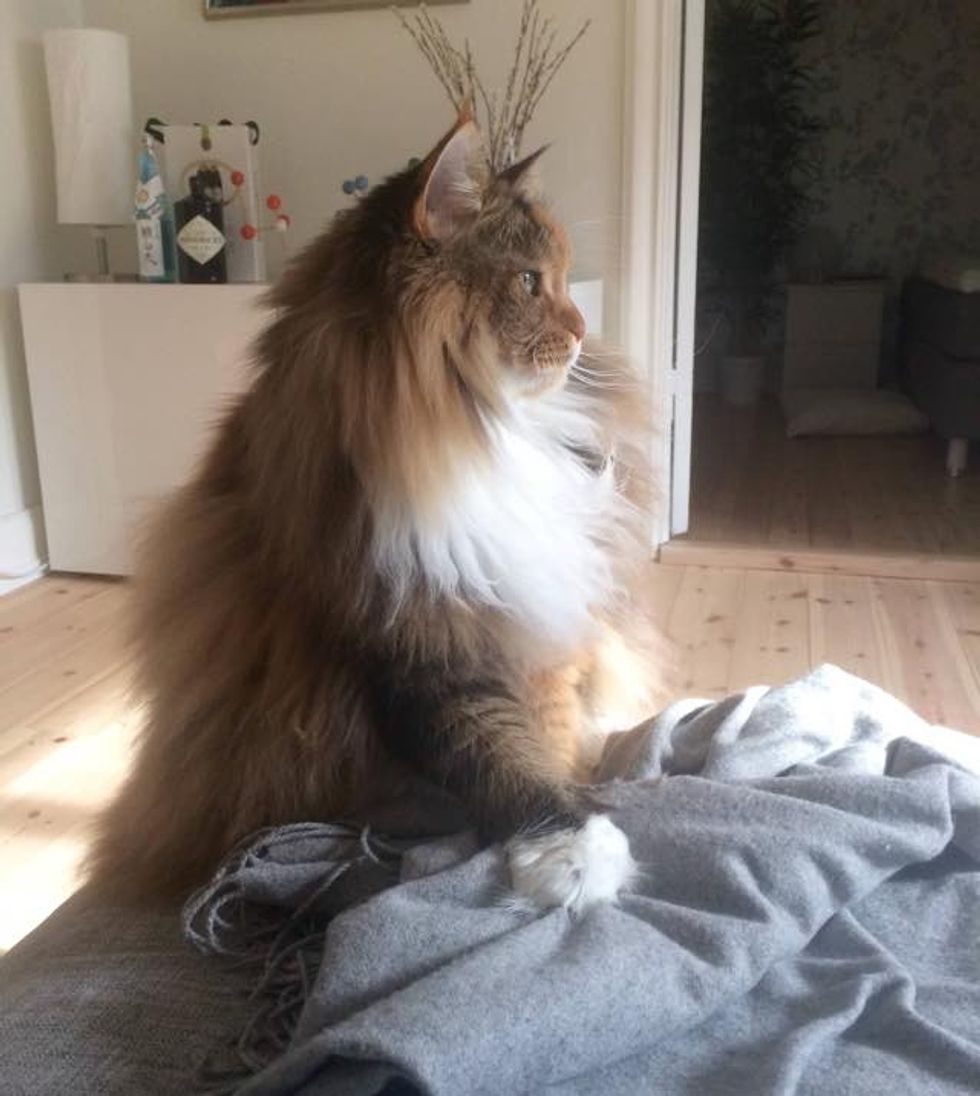 Fluffy Maine Coon Cat Can't Contain Her Magnificent Floof (9 Photos ...