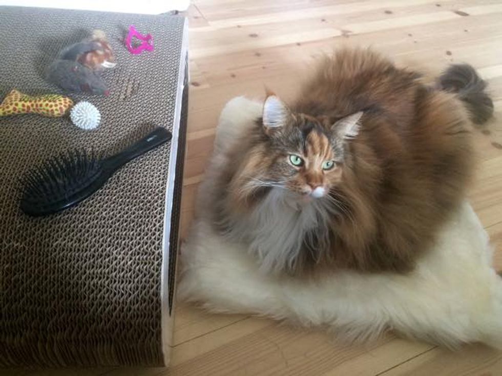 Catfluff Fluffy Maine Coon Cat Can't Contain Her Magnificent Floof (9 Photos ...