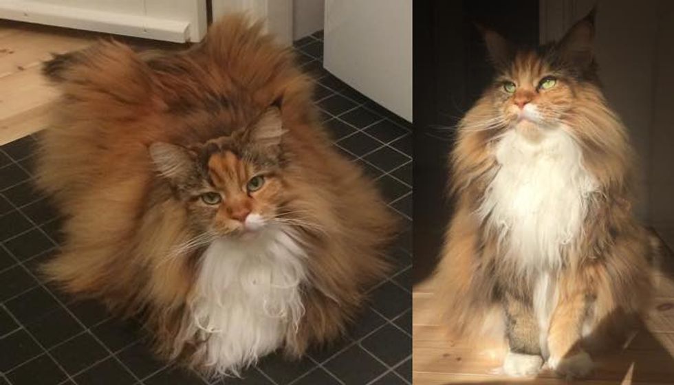 Fluffy Maine Coon Cat Can't Contain Her Magnificent Floof (9 Photos)