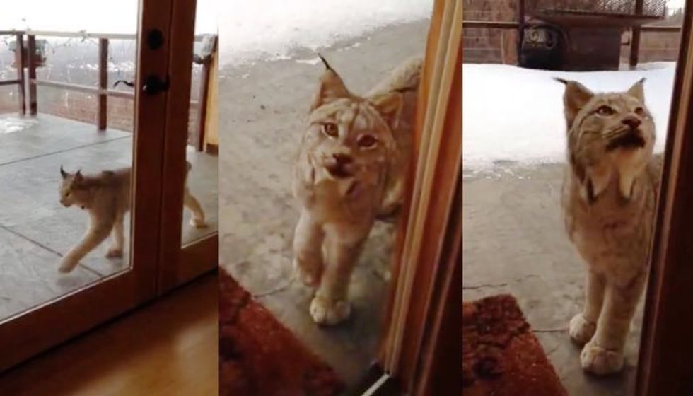 Lynx Visits a Home Outside on the Porch