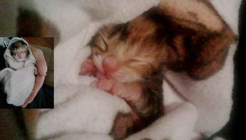 Kitten Found on Side of Road Hours After Birth, Now Thriving!