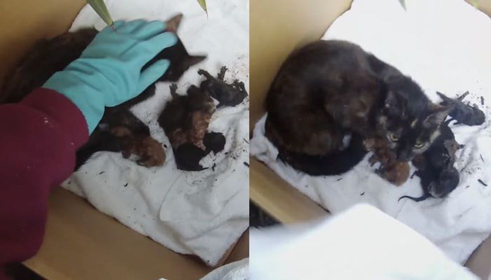 Man Rescues Stray Cat Mama and Her Newborn Kittens