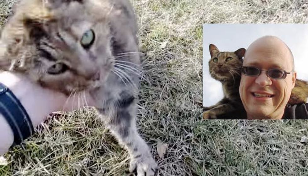 Lost Cat Follows Man around for Help to Find Her Family