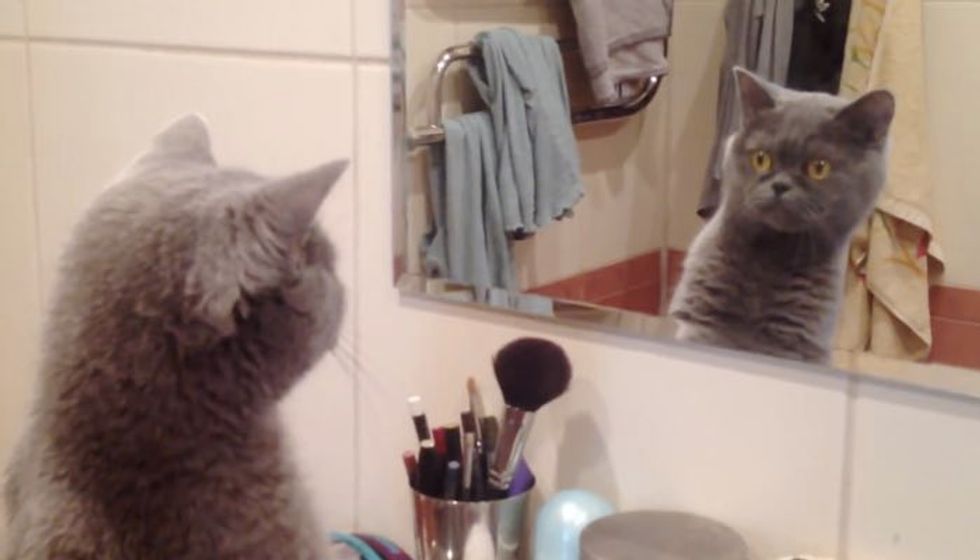 Cat Admires Himself When He Discovers His Reflection!