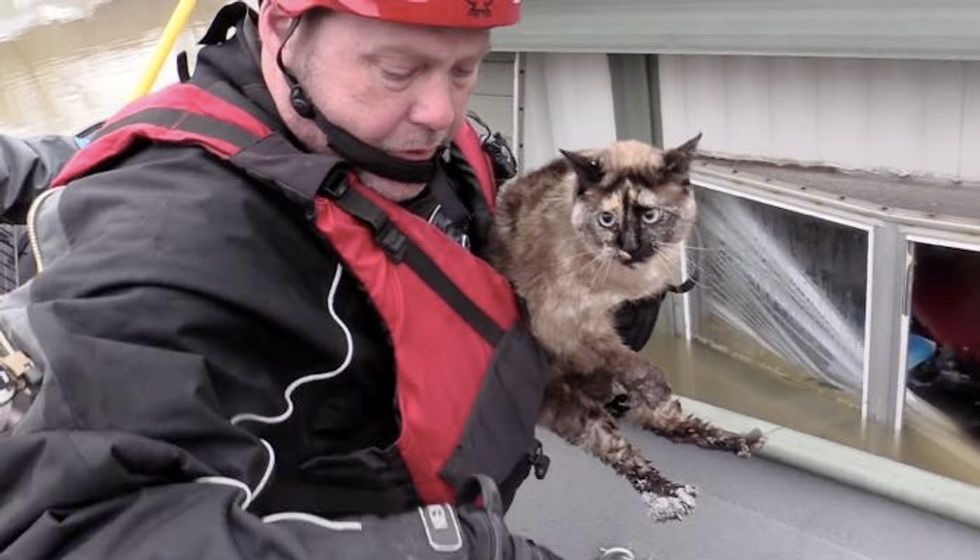 Cat Survived Flooding by Floating in Her Litter Box, Saved by Rescuers!