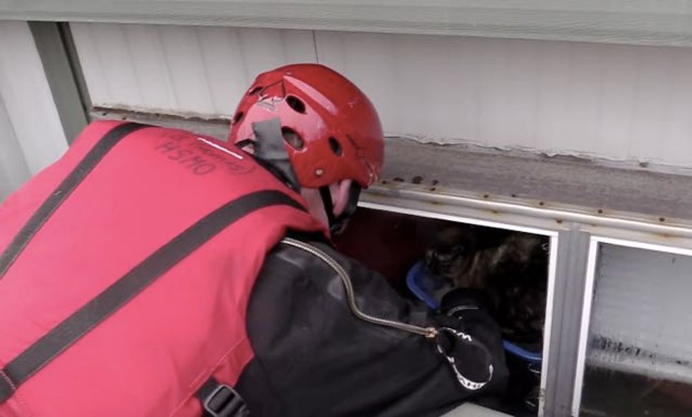 Cat Survived Flooding by Floating in Her Litter Box, Saved by Rescuers