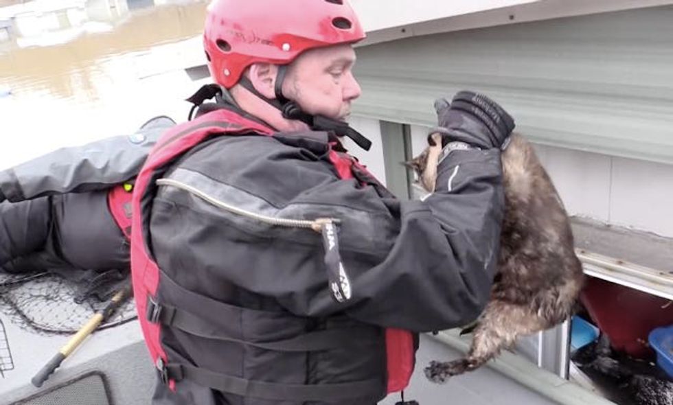 Cat Survived Flooding by Floating in Her Litter Box, Saved by Rescuers