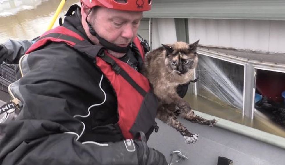 Cat Survived Flooding by Floating in Her Litter Box, Saved by Rescuers