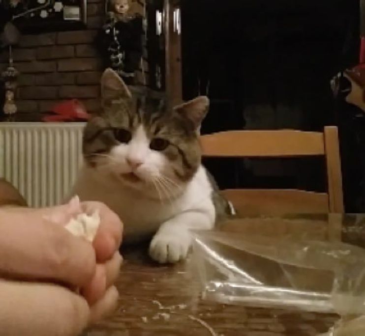 Cat Wants to Know What His Human Eating Meow! - Love Meow