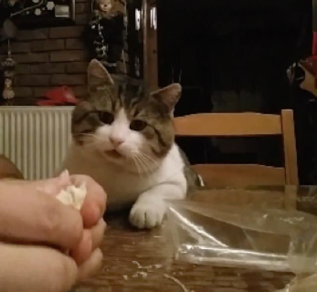 Cat wants shop food