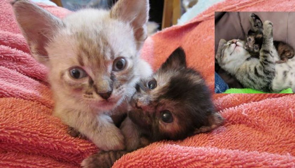 Tiny Foster Kitties Help Tinier Orphaned Kitten Live