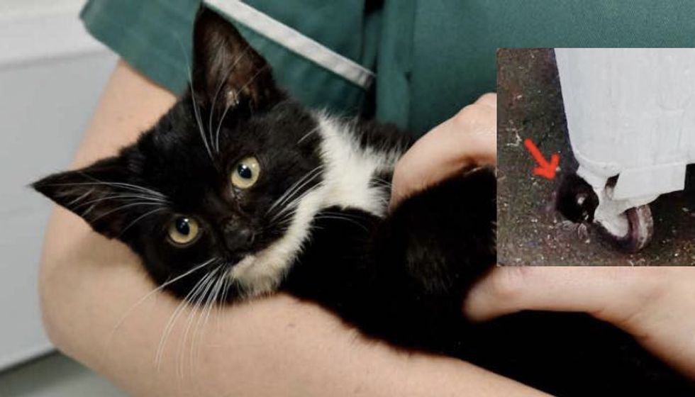 Kitten Stuck in Bin with Her Head Poking Out is Now Back to Her Playful Self!