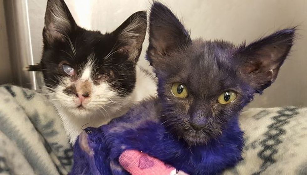 Purple Kitten Rescued from Life as Chew Toy, Now Cuddles with New Friend So Much It Helps Him Heal
