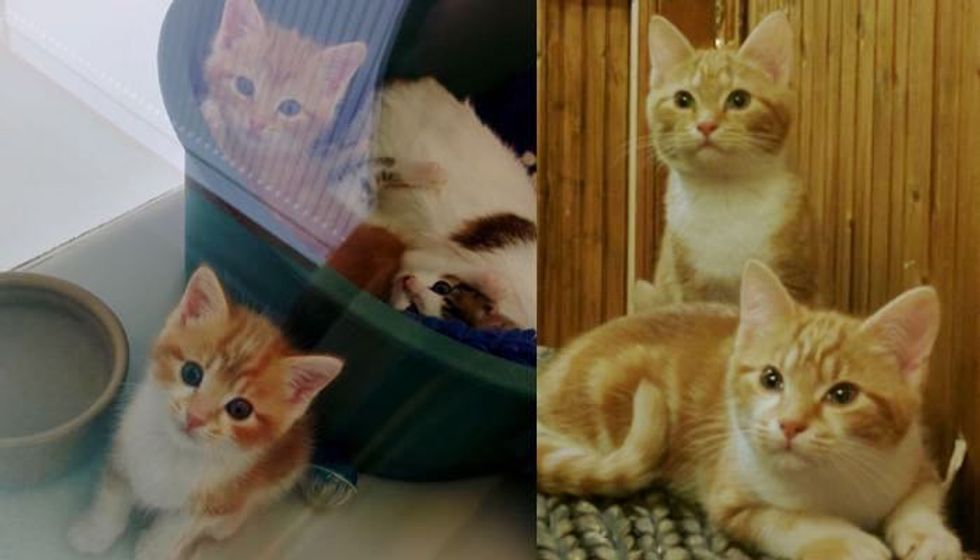 Ginger Sisters Now Can Stretch Their Legs and Live Outside Shelter Cage