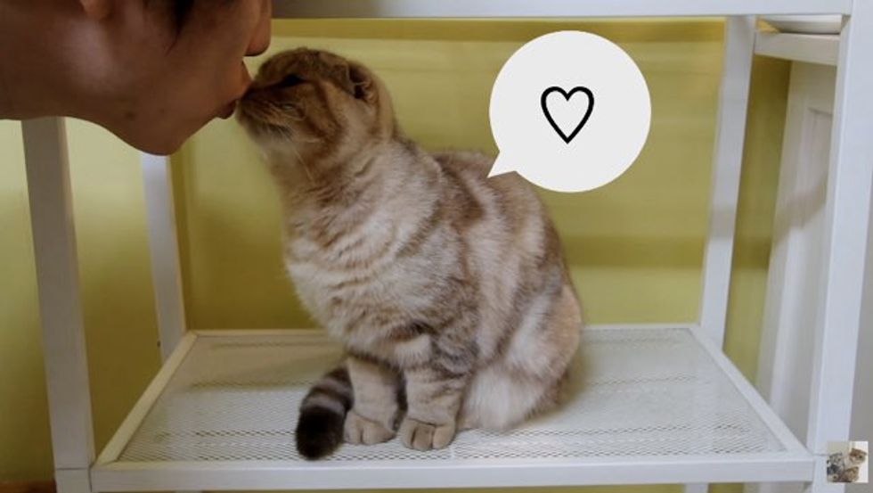 Man Tries to Kiss His Cats who Pretend They Can't See Him Love Meow