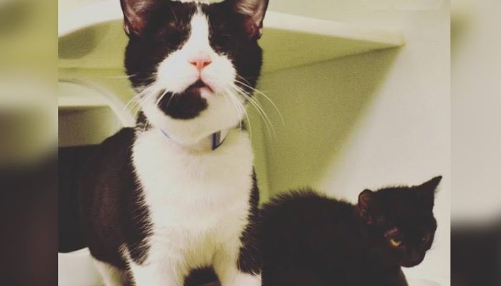 Unexpected Little Friend Becomes Blind Shelter Cat's Seeing Eye