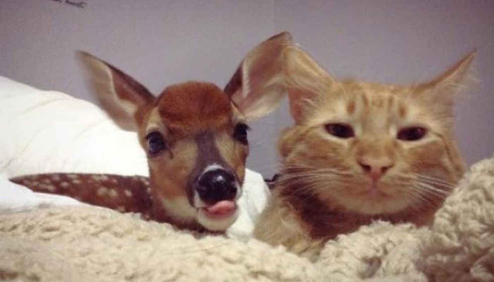 Orphaned Fawn Lost His Mom But Found a New Friend