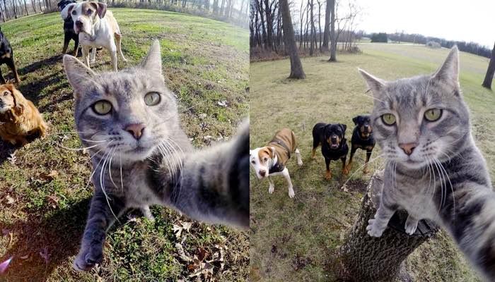 Manny the Cat Takes Selfies for Him and His Dogs with a GoPro