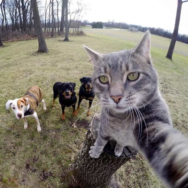 Cat with 2024 gopro funny