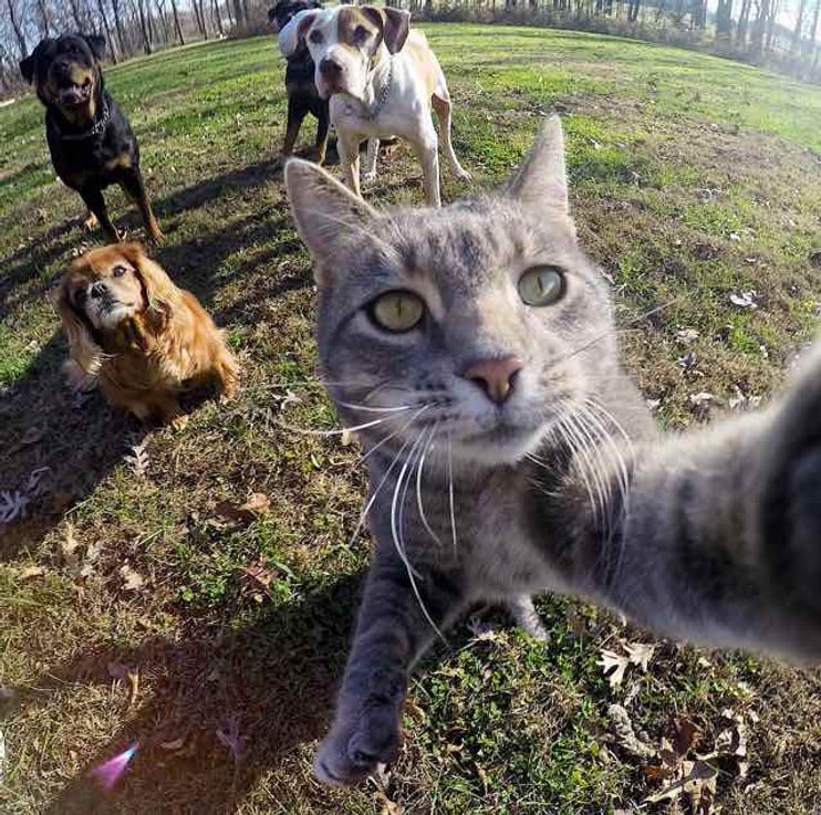 gopro for a cat