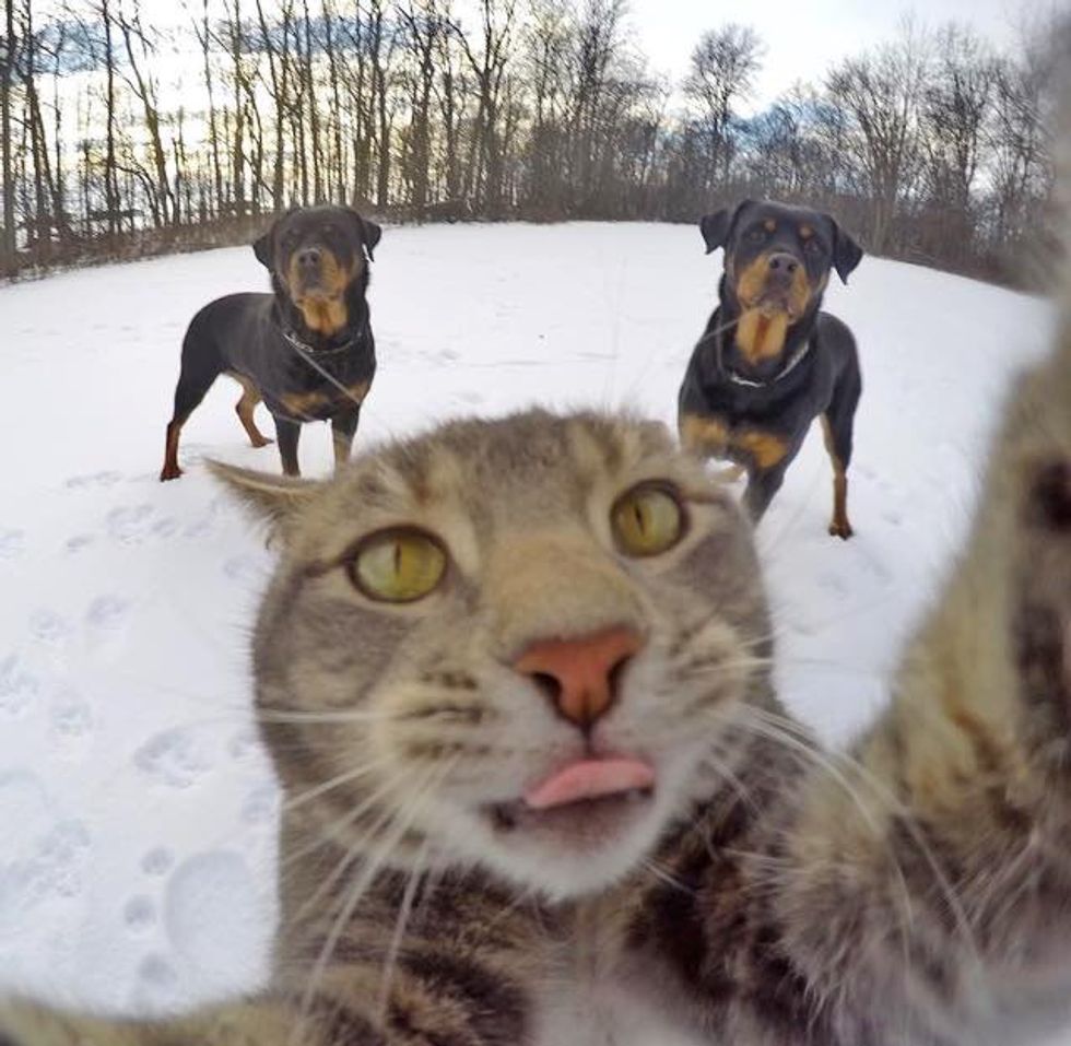 Manny the Cat Takes Selfies for Him and His Dogs with a GoPro Camera ...