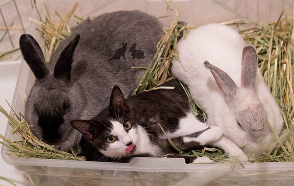 Rescue Kitty Raised by Rabbits Now Thinks She's Part Bunny! - Love Meow