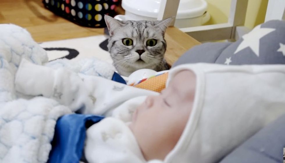 Five Scottish Fold Cats Meet Their Little Baby Brother