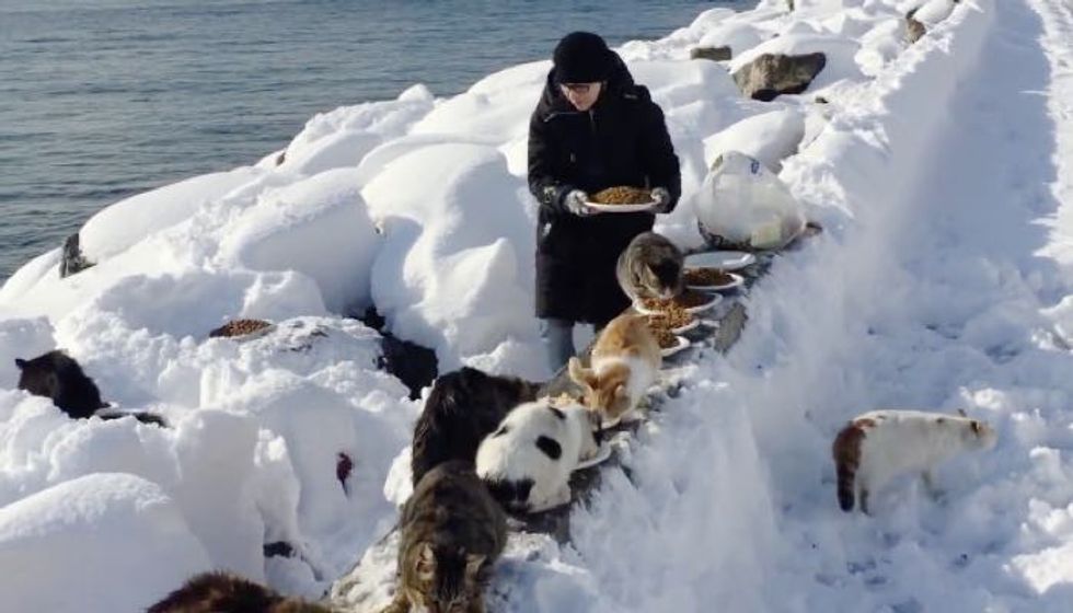 Woman Helps Feed Hundreds of Feral Cats Despite Heavy Snow